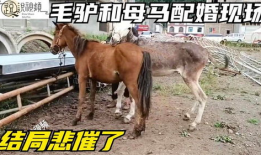 马与驴交配视频,揭秘跨物种繁殖的神秘面纱