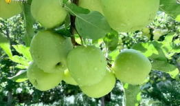 青苹果在线视频,探索青春记忆的视听盛宴