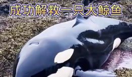 大鲸鱼视频,大鲸鱼视频带你领略海洋巨兽的壮丽世界