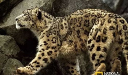 雪豹视频,野生王国中的神秘猎手